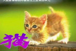 吃瓜爆料谭竹胖猫,揭秘娱乐圈的“吃瓜”风云